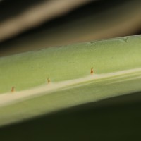 Agave angustifolia Haw.